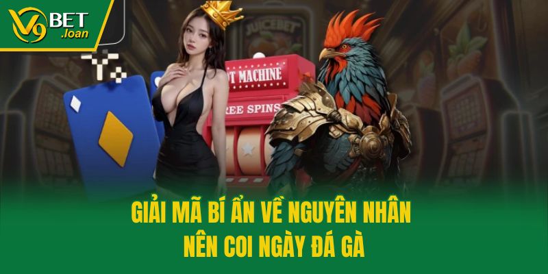 Giải mã bí ẩn về nguyên nhân nên coi ngày đá gà