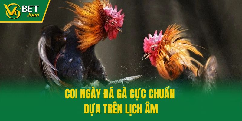Coi ngày đá gà cực chuẩn dựa trên lịch âm