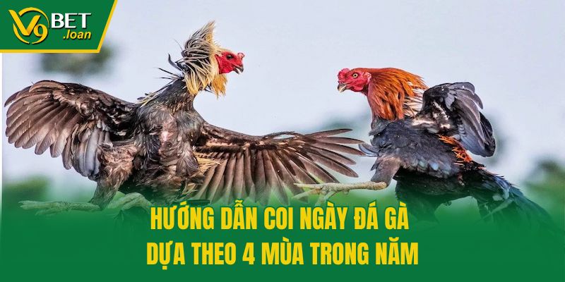 Hướng dẫn coi ngày đá gà dựa theo 4 mùa trong năm