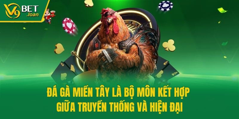 Đá gà miền Tây là bộ môn kết hợp giữa truyền thống và hiện đại