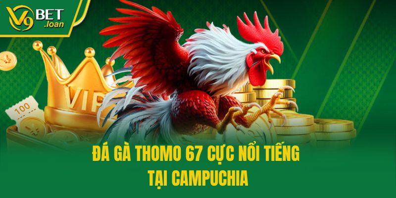 Đá gà Thomo 67 cực nổi tiếng tại Campuchia