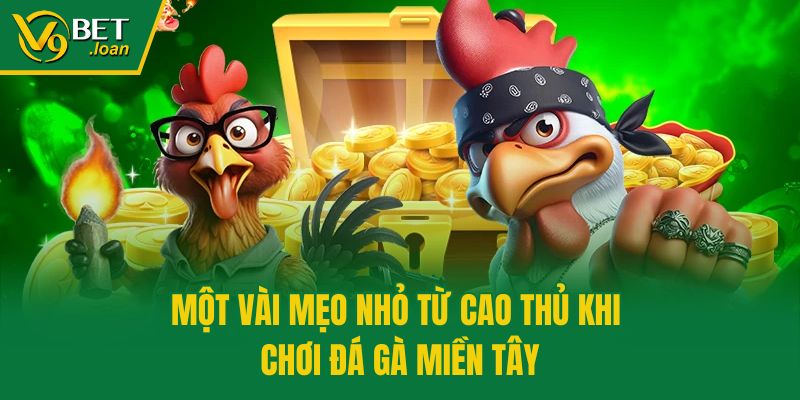 Một vài mẹo nhỏ từ cao thủ khi chơi đá gà miền Tây